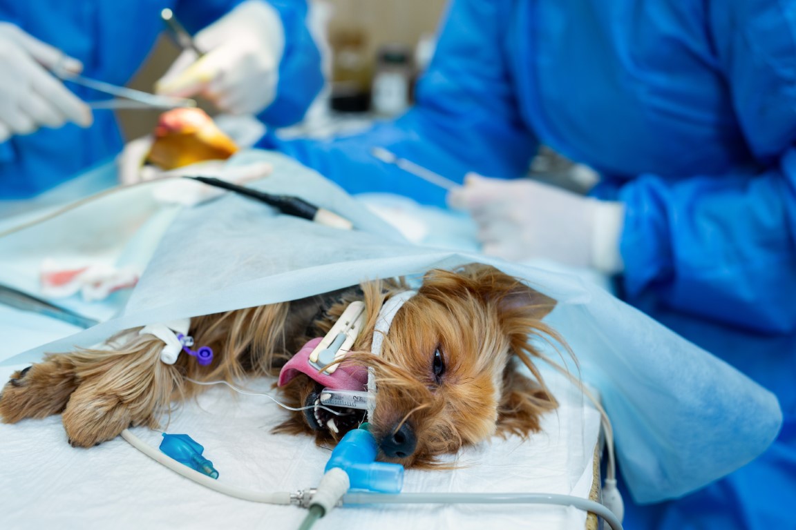 Veterinary clinic. Surgery dog's feet. The doctor sews up the leg of the dog.